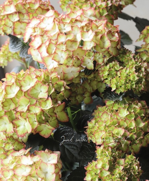 ���ջ��۲֡��֥�å���������� �إ饤�ȥޥ��ե����䡼��