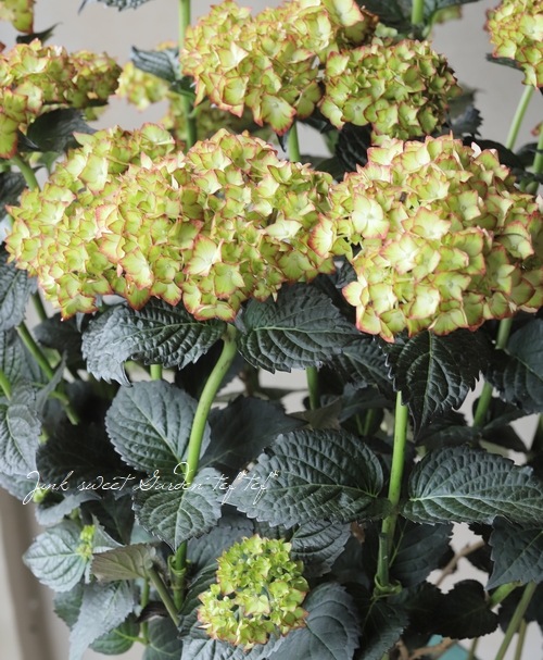 ���ջ��۲֡��֥�å���������� �إ饤�ȥޥ��ե����䡼��