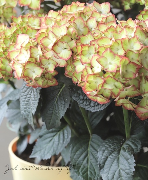 ���ջ��۲֡��֥�å���������� �إ饤�ȥޥ��ե����䡼��