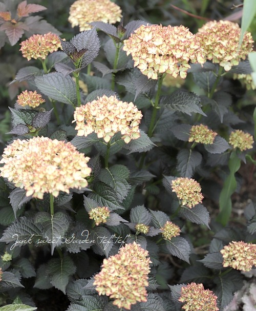 ���ջ��۲֡��֥�å���������� �إ饤�ȥޥ��ե����䡼��