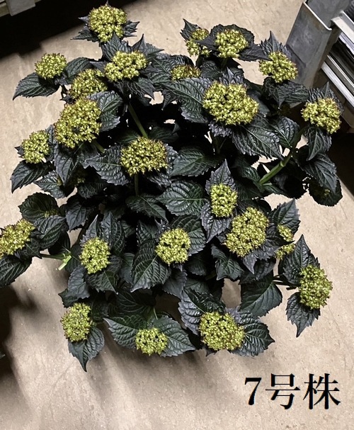 塩原園芸オリジナル】 秋色系紫陽花 『クイーンズブラック