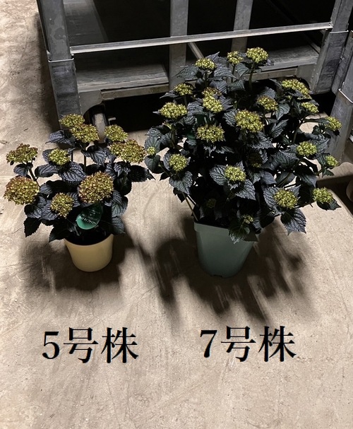 ���ջ��۲֡��֥�å���������� �إ饤�ȥޥ��ե����䡼��