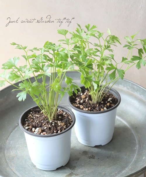 家庭菜園】 『イタリアンパセリ』 | すべての商品 | | Junk sweet