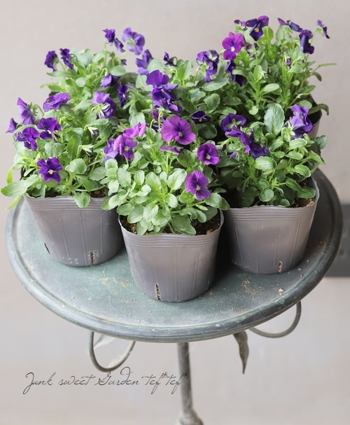 ◇ビオラ・ももか 試作品種 『変わり咲き』 | すべての商品 | | Junk