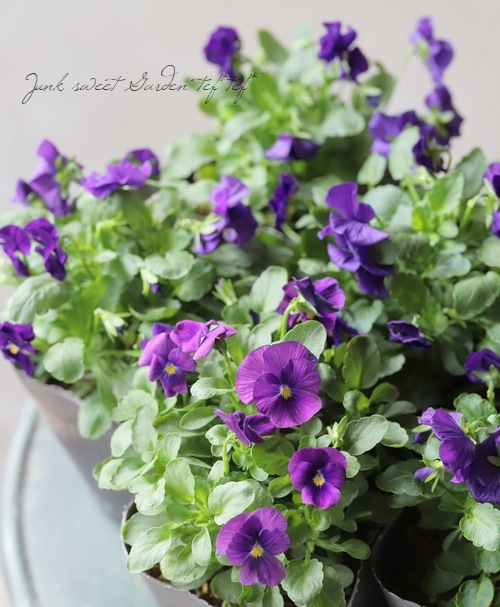 ◇ビオラ・ももか 試作品種 『変わり咲き』 | すべての商品 | | Junk