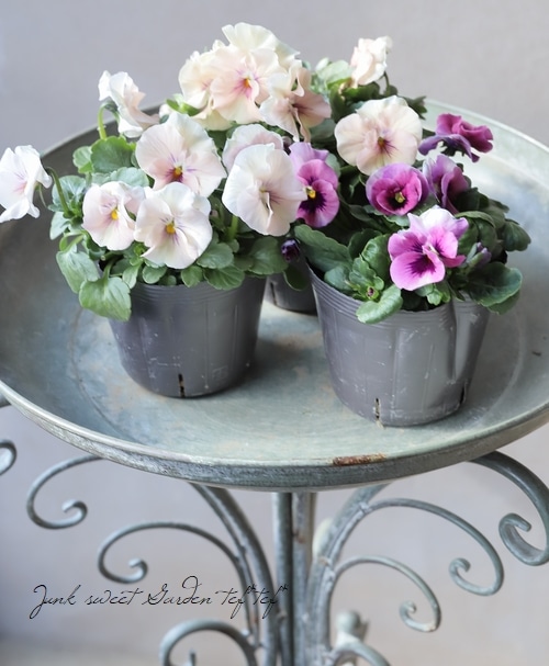 ビオラ410mm チェコ製1958年 中古 ☆育種うえたオリジナルビオラ 『試作品種』 2024 No.140 | すべての