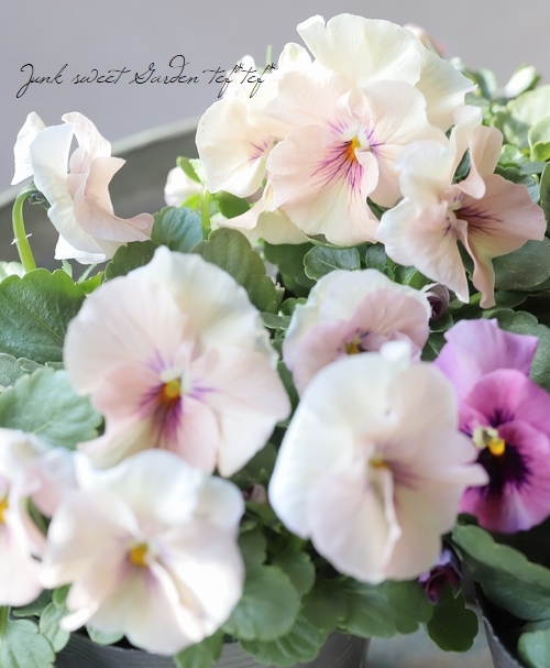 ☆育種うえたオリジナルビオラ 『試作品種』 2024 No.140 | すべての