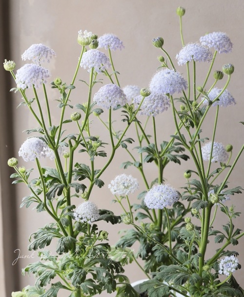 ディディスカス ブルーレースフラワー 色いろいろ すべての商品 Junk Sweet Garden Tef Tef