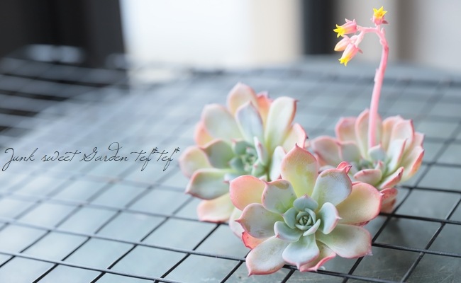 ��¿����ʪ�ۡ��إ饦��󥷥��١������٥ꥢ°��