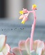 ��¿����ʪ�ۡ��إ饦��󥷥��١������٥ꥢ°��