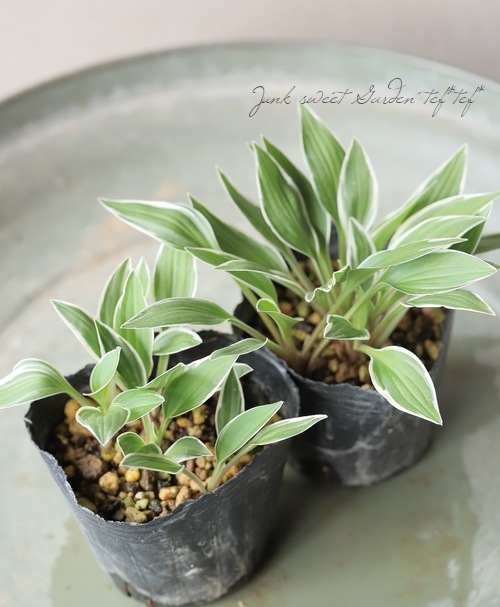 小型種ホスタ・ギボウシ 『銀河』 | すべての商品 | | Junk