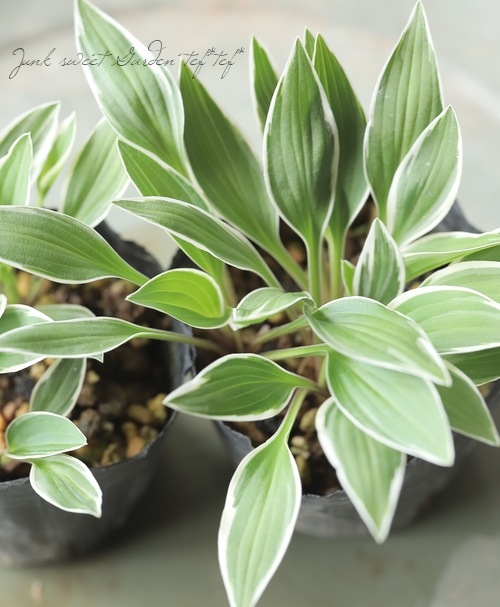 2_000000021986.jpg?1744121444