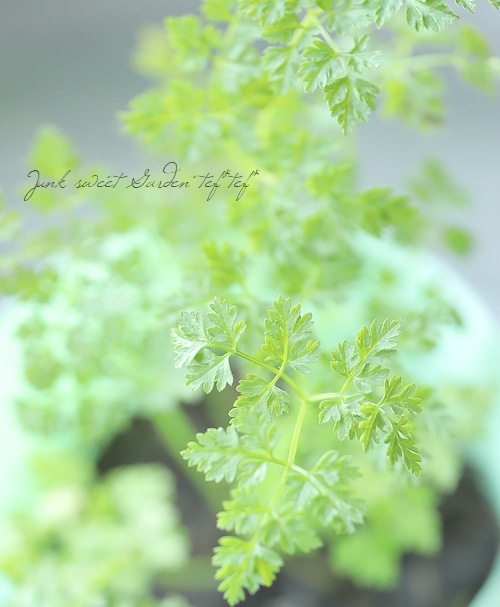 ڲڱ ϡ֡إ㡼ӥ