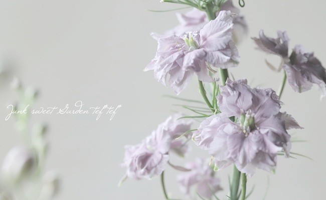 八重咲きラークスパー 『スモーキーアイズ』 | 花苗 | | Junk sweet