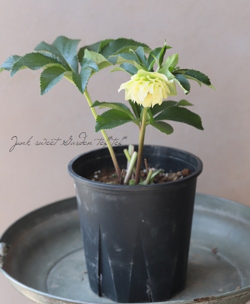 三浦孝之氏・クリスマスローズ 『グリーンアクセント（Fairis Dreams