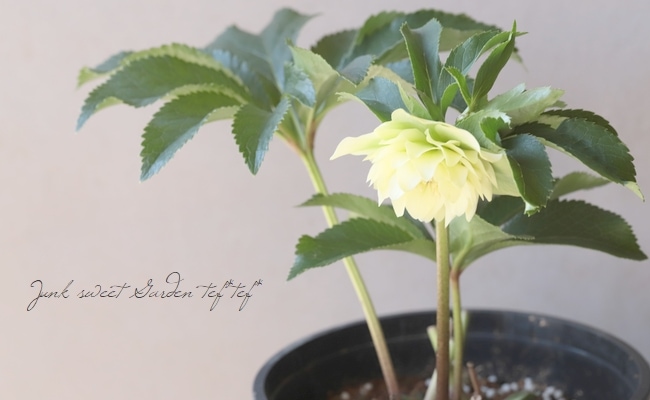 三浦孝之氏・クリスマスローズ 『グリーンアクセント（Fairis Dreams