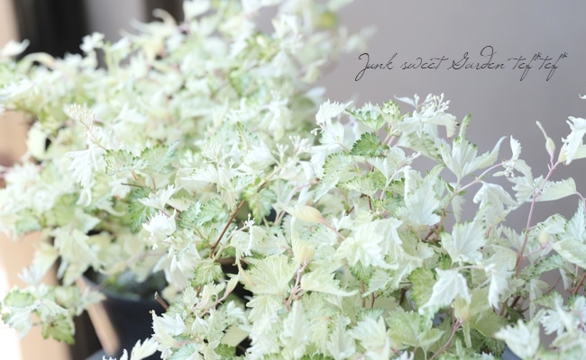 小米空木 コゴメウツギ 斑入り 花苗 リーフ Junk Sweet Garden Tef Tef 小米空木 コゴメウツギ 斑入り 花苗 リーフ Junk Sweet Garden Tef Tef