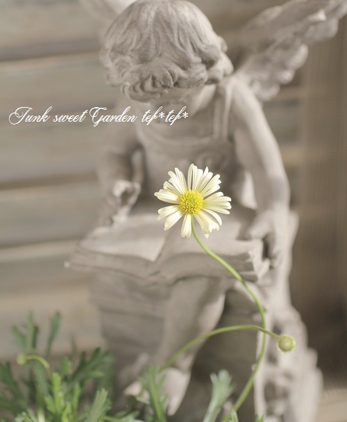 �ɺ��֥饭���ࡡ�إ�����������С�  �ز�ɱ��