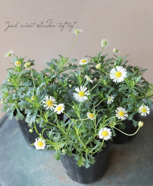 �ɺ��֥饭���ࡡ�إ�����������С�  �ز�ɱ��