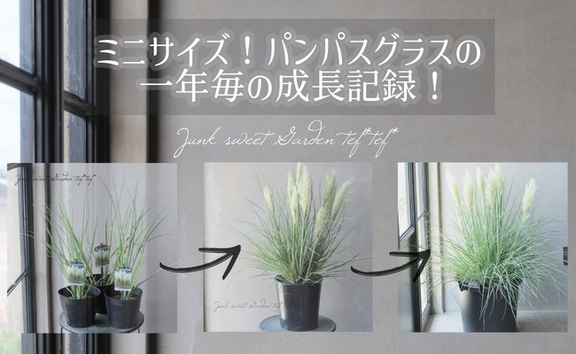 グラス植物】 超ミニ パンパスグラス 『タイニーパンパ』 コンパクト