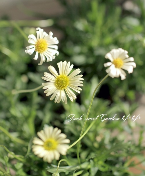 �ɺ��֥饭���ࡡ�إ�����������С�  �ز�ɱ��