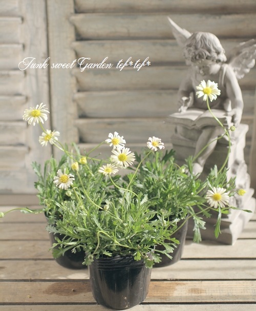 �ɺ��֥饭���ࡡ�إ�����������С�  �ز�ɱ��