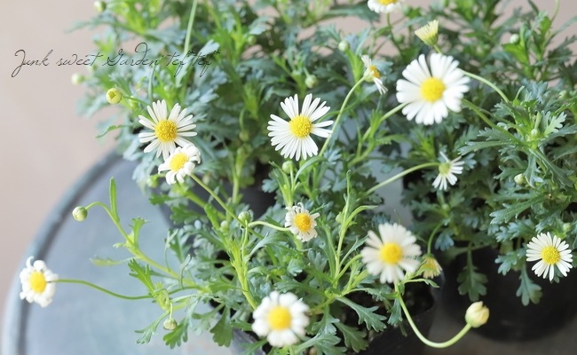 �ɺ��֥饭���ࡡ�إ�����������С�  �ز�ɱ��