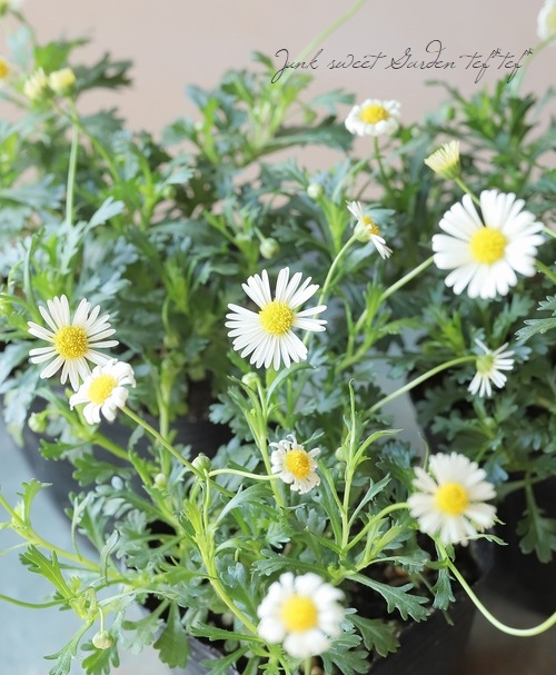 �ɺ��֥饭���ࡡ�إ�����������С�  �ز�ɱ��