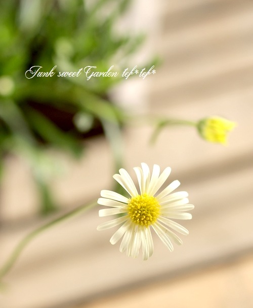 �ɺ��֥饭���ࡡ�إ�����������С�  �ز�ɱ��