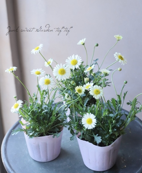 �ɺ��֥饭���ࡡ�إ�����������С�  �ز�ɱ��