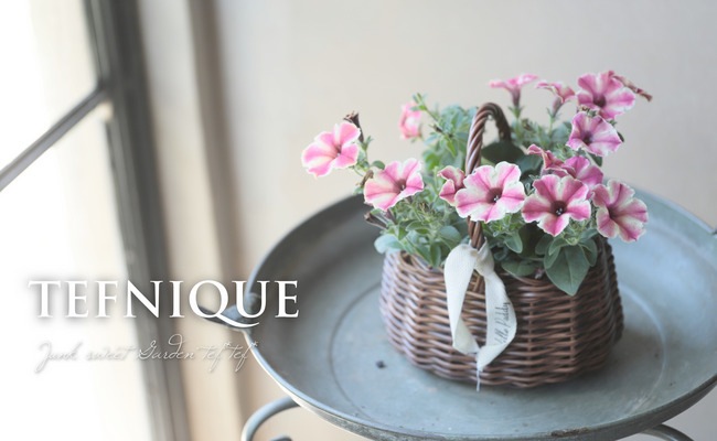 天然、菜の花の強化苗、１００株セット＋プティ粗品＋匿名送料無料、同梱可能です☘ 母の日限定】プチギフト＆プラスワンギフト『やさしさ贈るバスケット