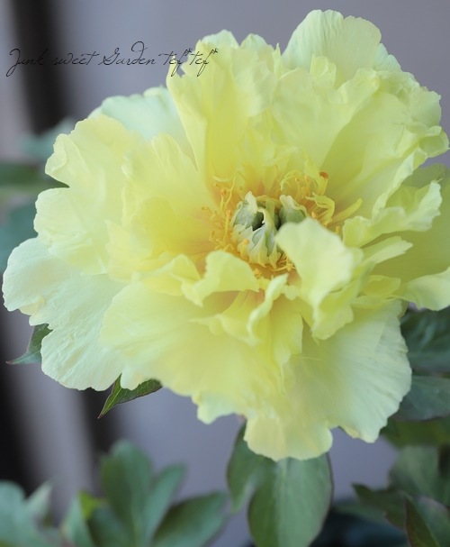 5/8開花★オリエンタルゴールド★芍薬×牡丹の特大苗★写真現物 予約販売 ハイブリッド芍薬 オリエンタルゴールド 6号鉢