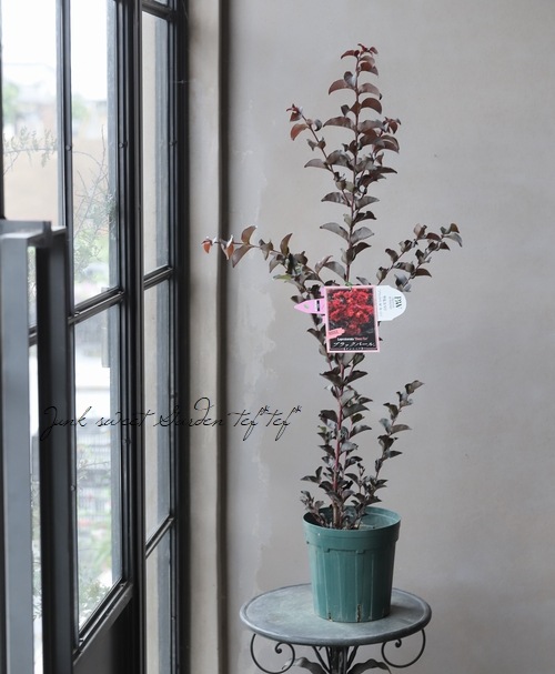 黒葉サルスベリ・ブラックパール ルージュ すべての商品 Junk sweet Garden tef tef
