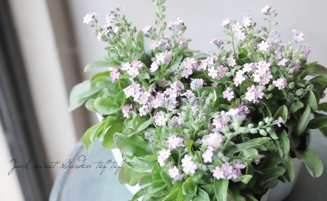 ワスレナグサ ・モナミ 『ピンク』 | すべての商品 | | Junk sweet