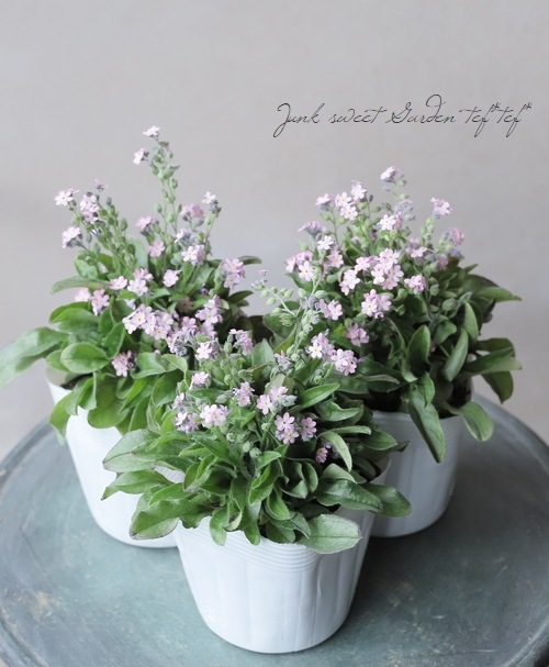 ワスレナグサ ・モナミ 『ピンク』 | すべての商品 | | Junk sweet