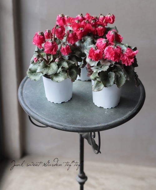 軽井沢育ちのミニシクラメン 『クロシェット』 レッド | すべての商品