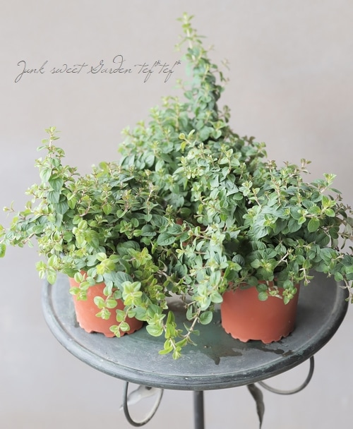 �֥��쥬�Ρ��إǥ��󥰥�ե����꡼�� ����