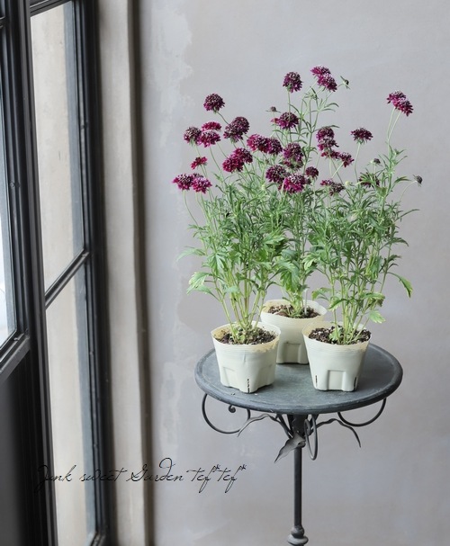 スカビオサ ジェラートブルーベリー すべての商品 Junk Sweet Garden Tef Tef