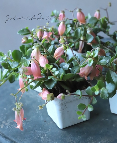 ����󥳥�����˥ե����顡Qween�� �إե��ե���