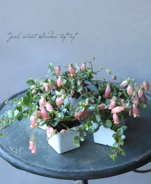 ����󥳥�����˥ե����顡Qween�� �إե��ե���