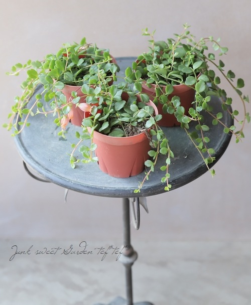 ����󥳥�����˥ե����顡Qween�� �إե��ե���