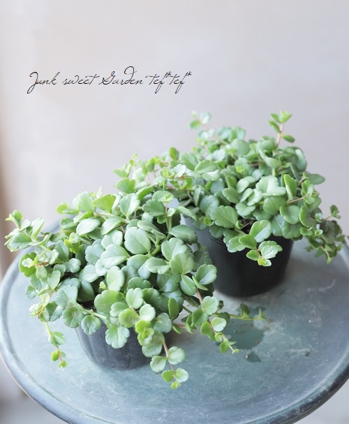 ����󥳥�����˥ե����顡Qween�� �إե��ե���