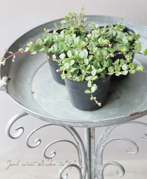 ����󥳥�����˥ե����顡Qween�� �إե��ե���