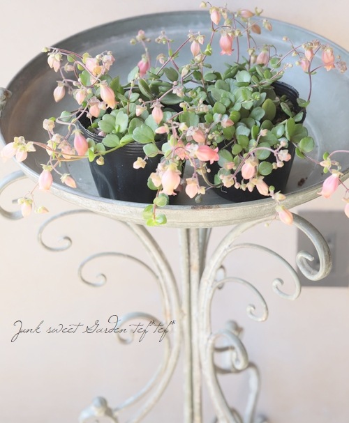 ����󥳥�����˥ե����顡Qween�� �إե��ե���