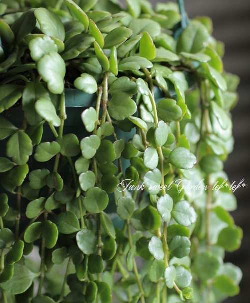 ����󥳥�����˥ե����顡Qween�� �إե��ե���