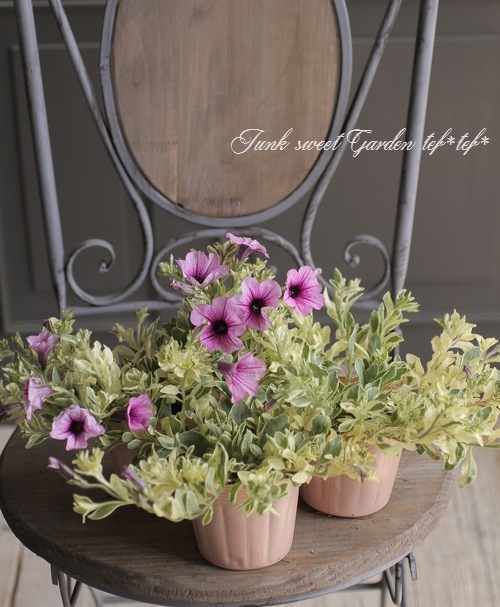 八重咲きペチュニア VIVA 『斑入り』 | すべての商品 | | Junk sweet