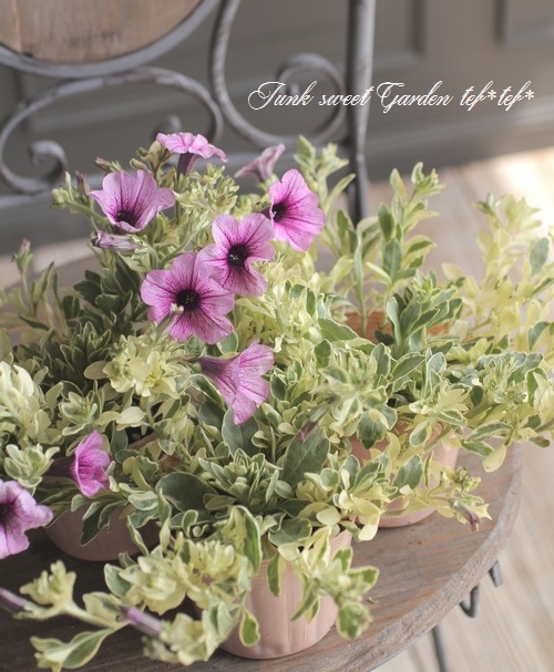 八重咲きペチュニア VIVA 『斑入り』 | すべての商品 | | Junk sweet