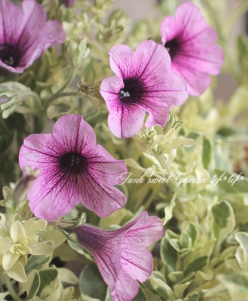 八重咲きペチュニア VIVA 『斑入り』 | すべての商品 | | Junk sweet