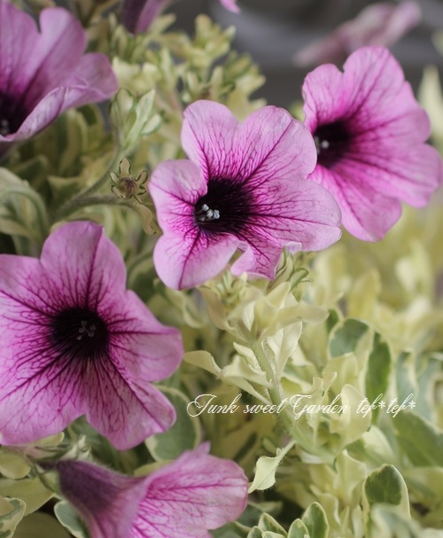 八重咲きペチュニア VIVA 『斑入り』 | すべての商品 | | Junk sweet