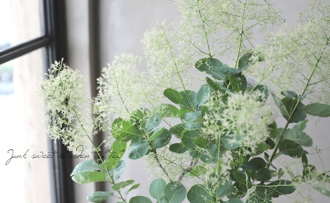 スモークツリー 『ピンクファー』 【36】2022 | すべての商品 | | Junk